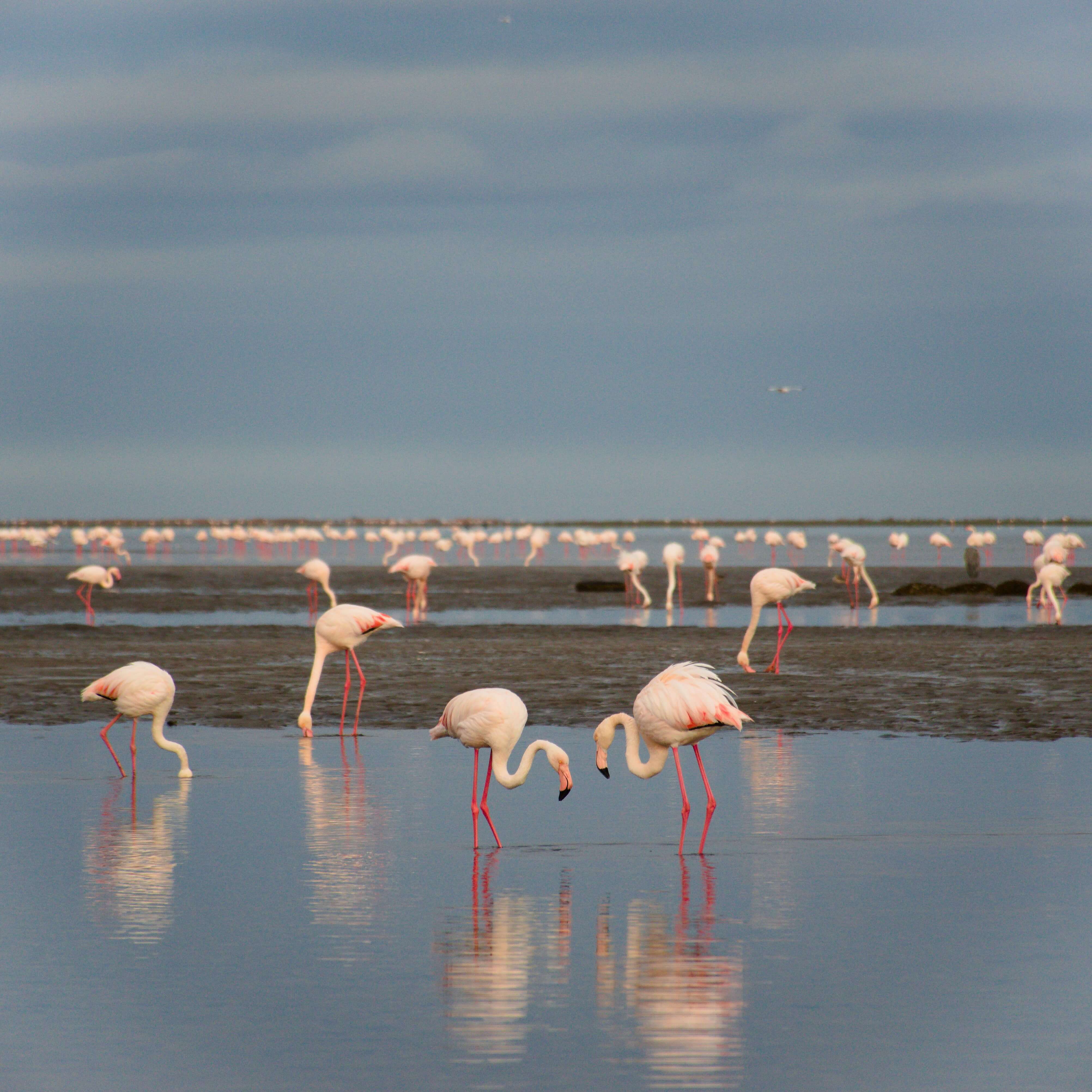 Walvis Bay Lagoon Flamingos
