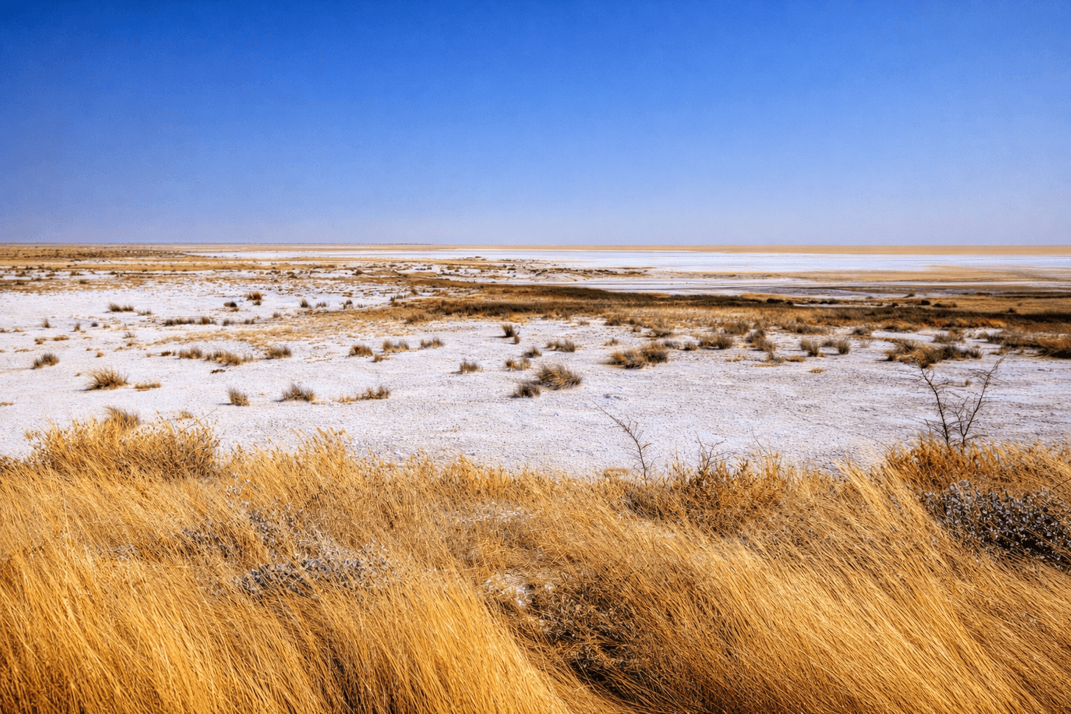 Animals Gathering at Waterhole